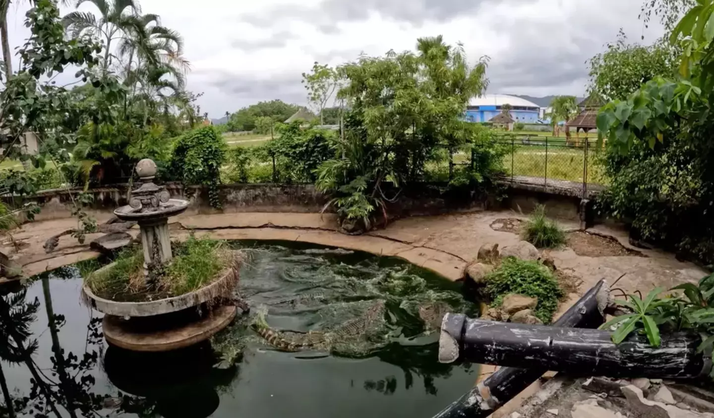 He found crocodiles, a herd of deer and a tiger at the neglected site (YouTube/SeanKing5150)