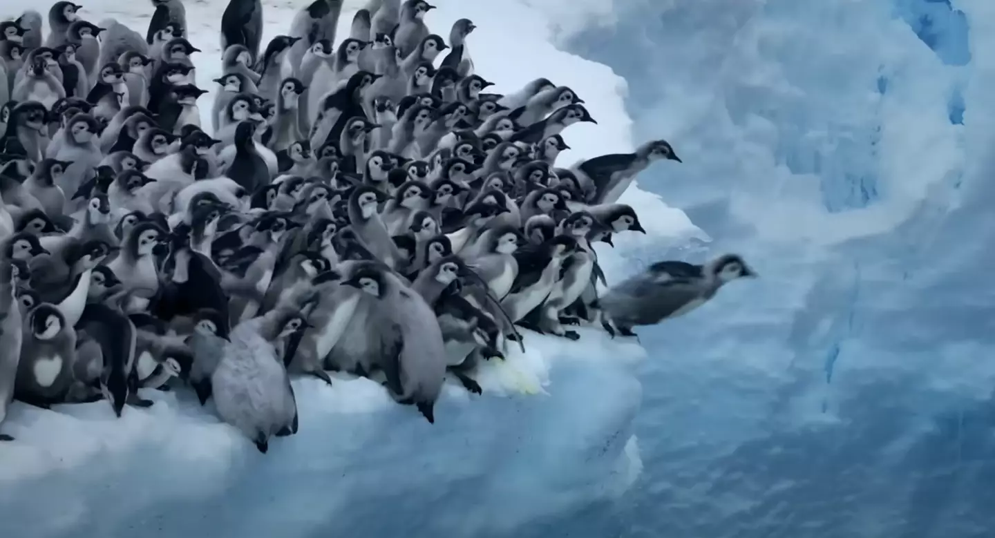 The doc airs on Earth Day next year. (National Geographic/Disney+)