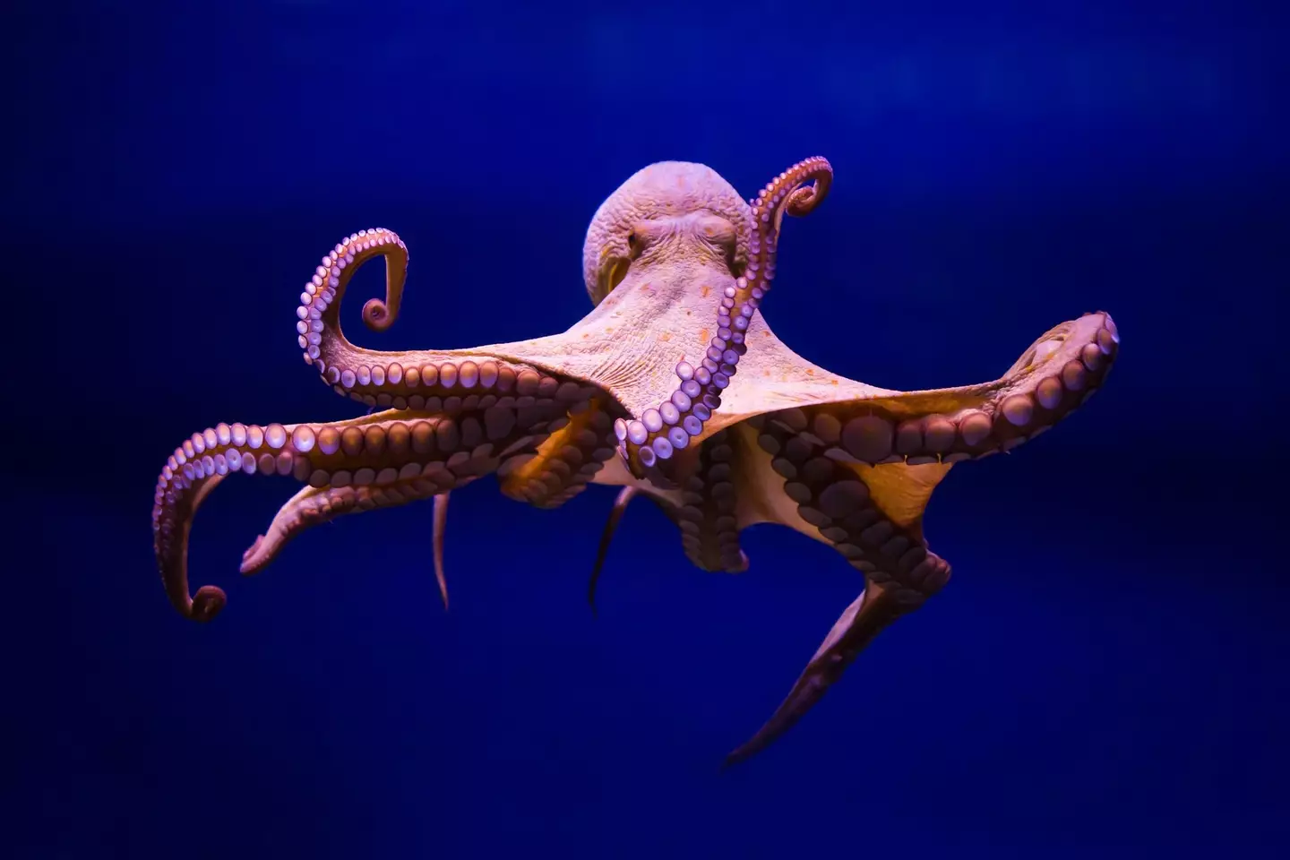 The world could be taken over by octopuses (Getty Stock Image)