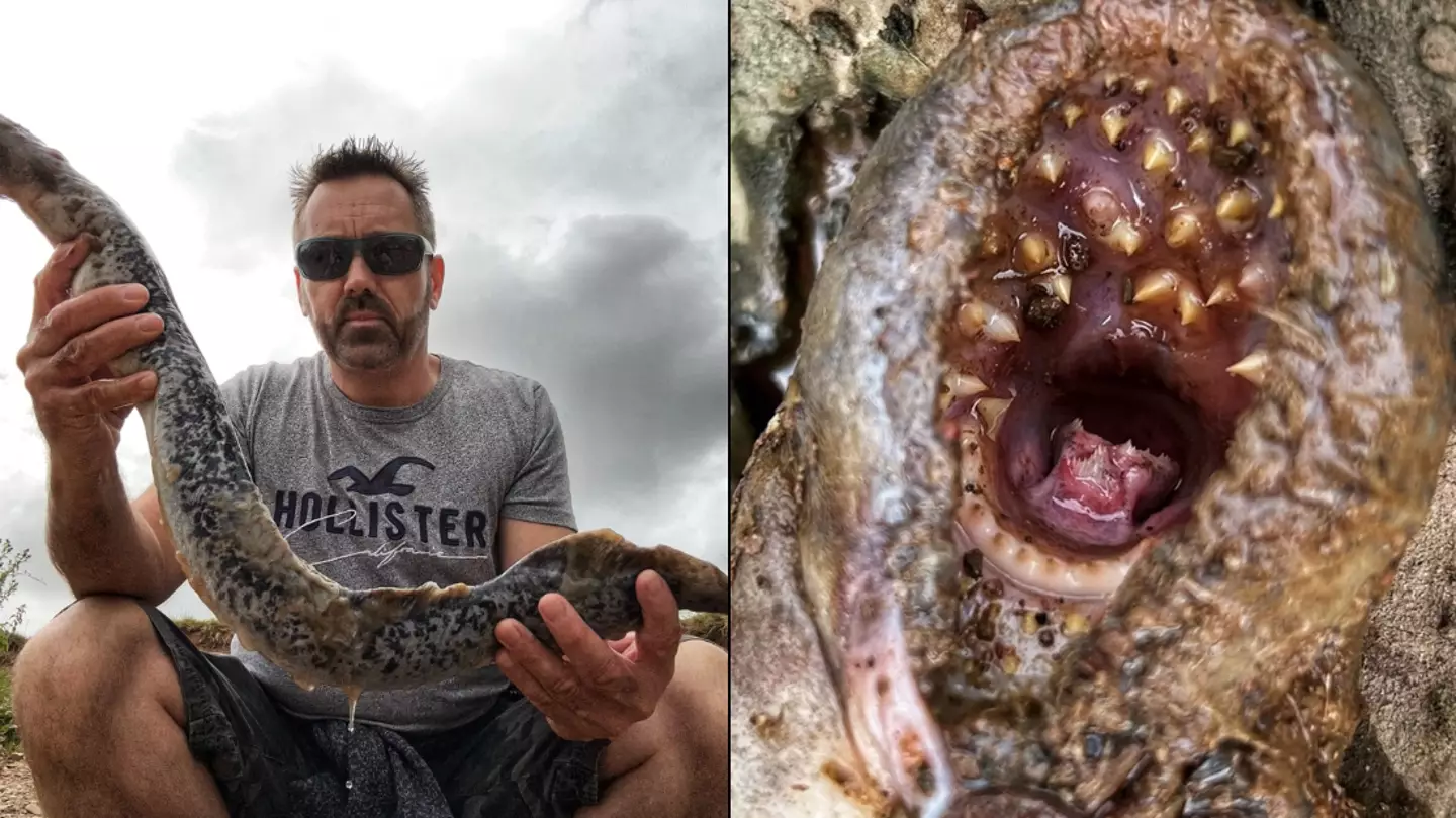 Man discovers terrifying metre-long ‘vampire fish’ in river with mouth full of teeth