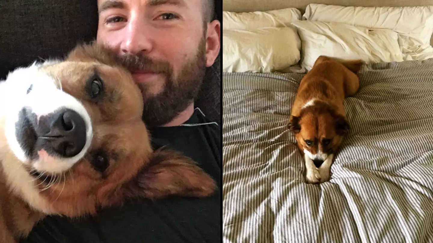 Chris Evans Says Adopting An Adult Rescue Dog Was The 'Best Decision' He's Ever Made