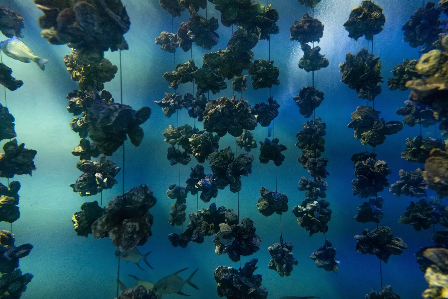 The filter feeders could be feeding on contaminated organisms. (Getty Stock Photo)