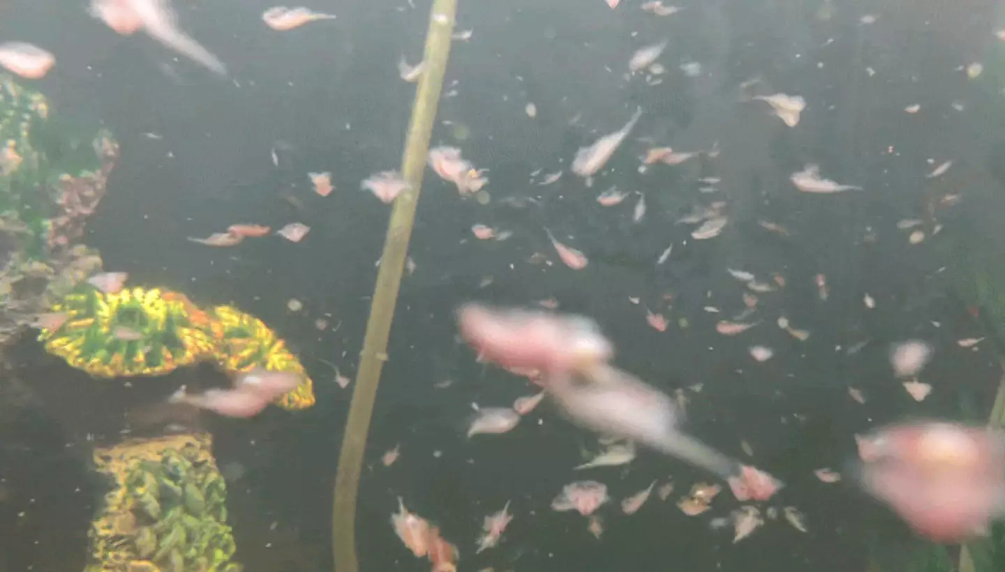 Man who created the world's largest Sea Monkey colony explains how he did it 1 Sea Monkey Dude has thousands of the creatures. (Sea Monkey Dude)