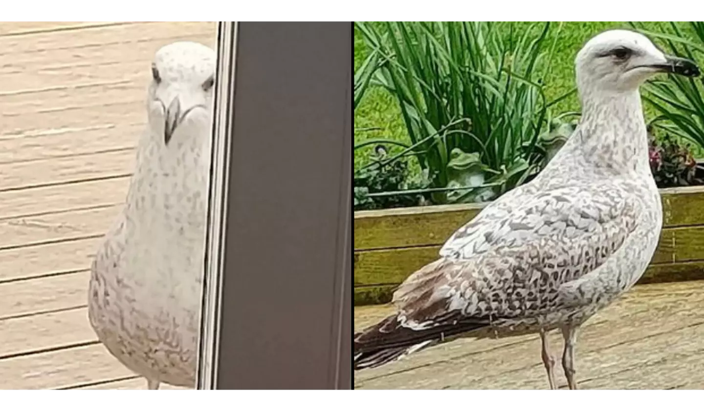 Giant 'Evil' Seagull Is Terrorising Neighbourhood's Dogs And Wreaking Havoc