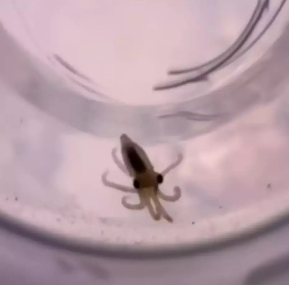 All of Terrance's offspring would ultimately pass away after her death (TikTok/doctoktopus)