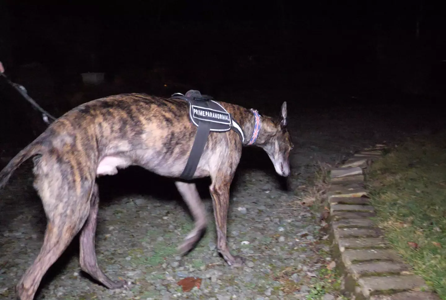 Bond looking for spooks outside an abandoned barn.