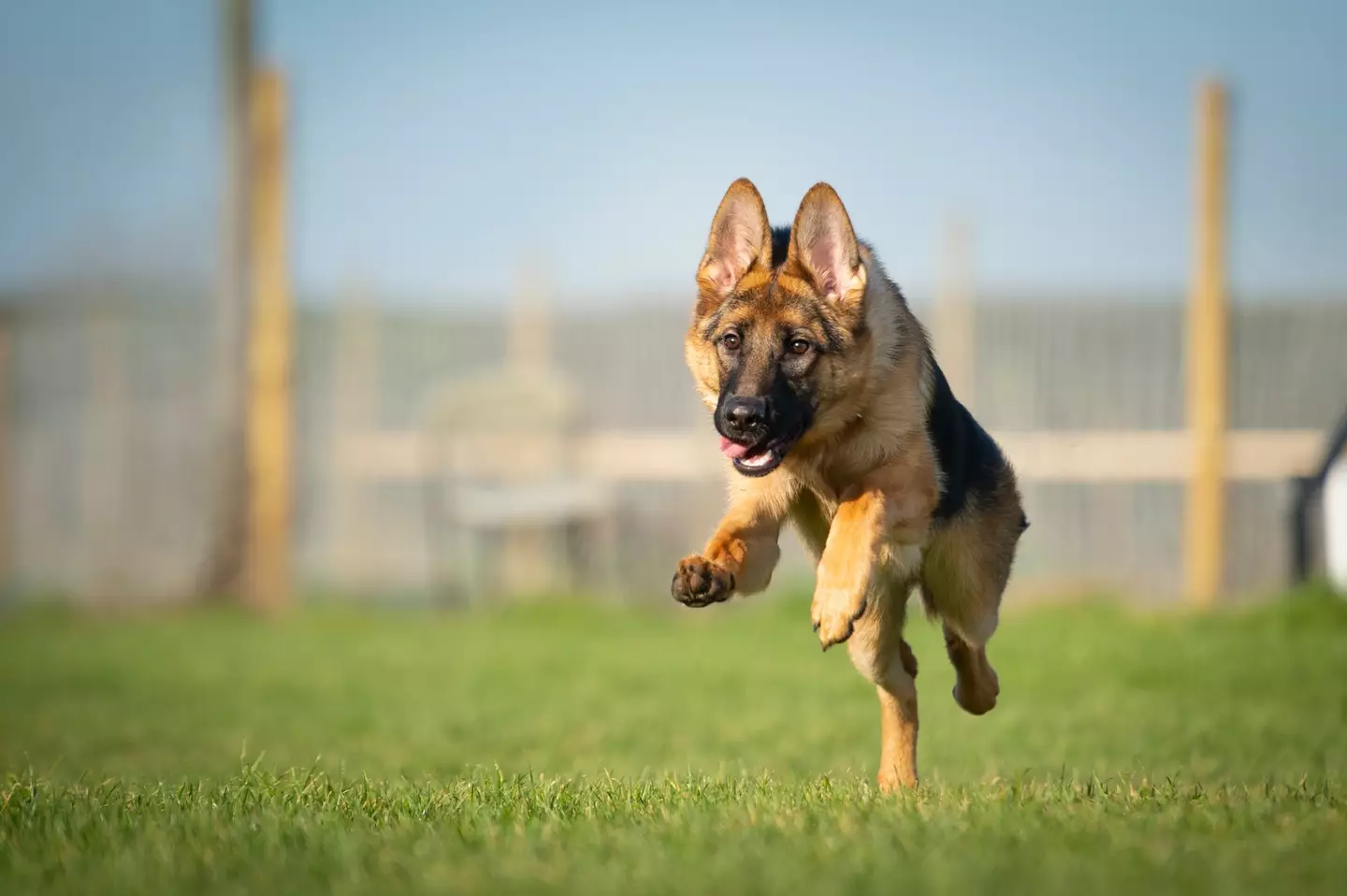 German Shepherds can be temperamental and hard to manage.