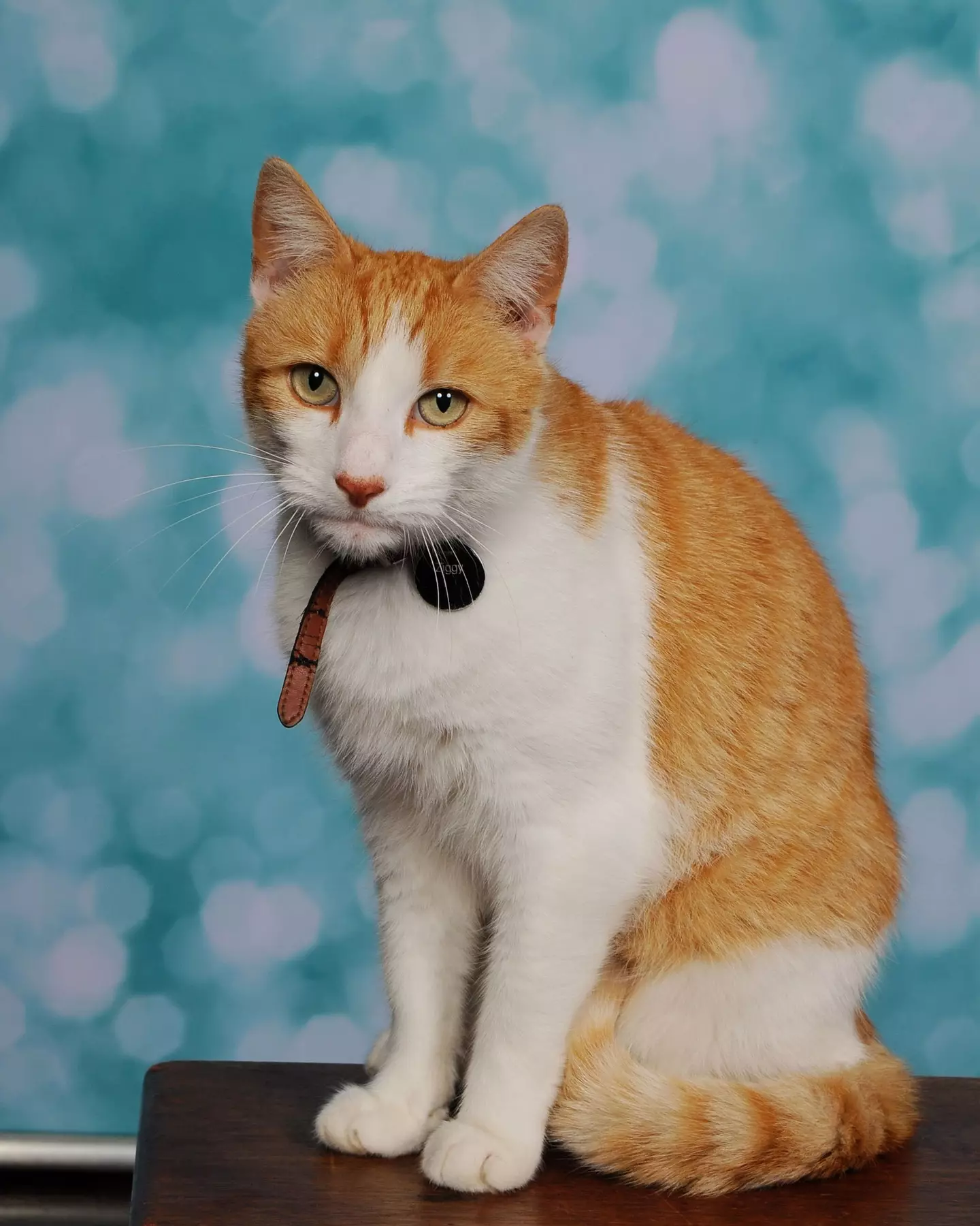 Ziggy, a white and ginger cat from North Wales, makes it easy to see why we’re so obsessed with felines.