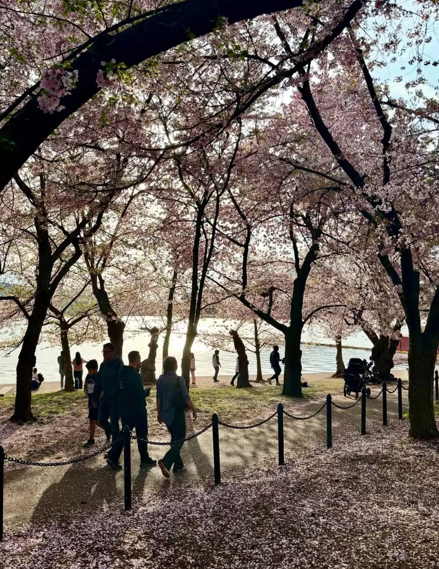 Obama had been admiring the cherry blossom trees at the Tidal Basin before becoming a photobomber (Instagram/@barackobama)