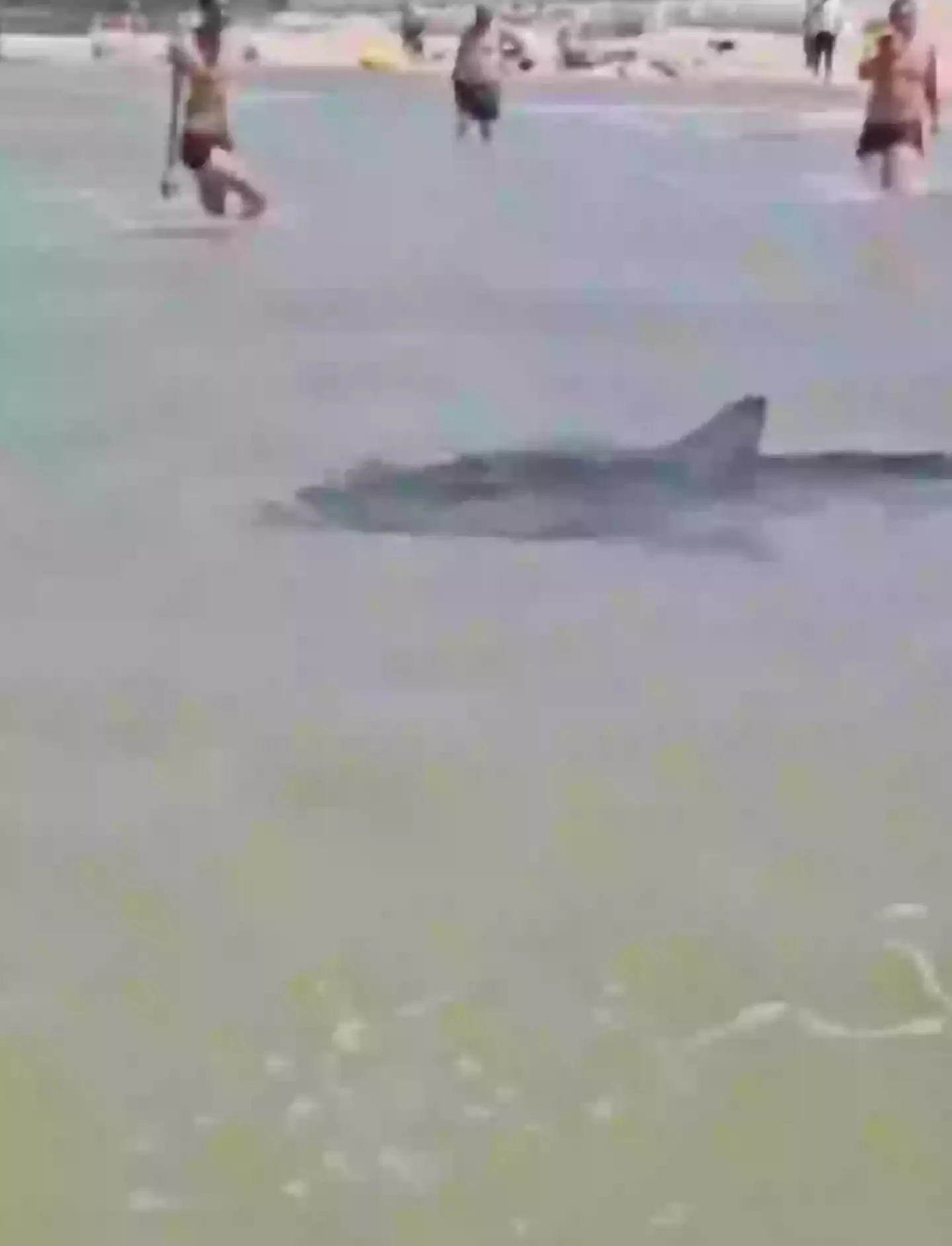 Beach goers simply looked at the swim past (X)