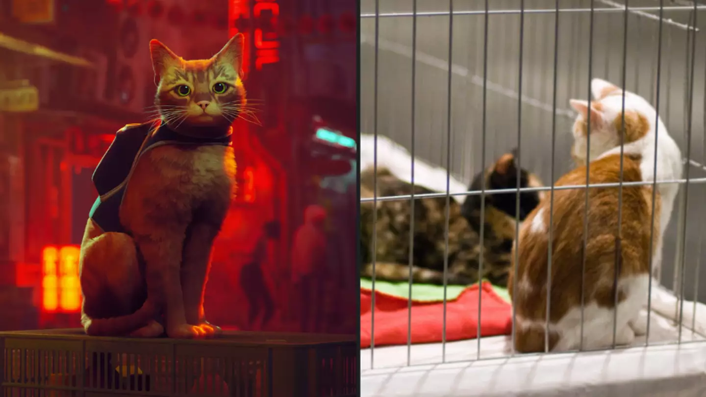 Video Game Developer Behind Open-World Stray Is Raising Money For Homeless Cats