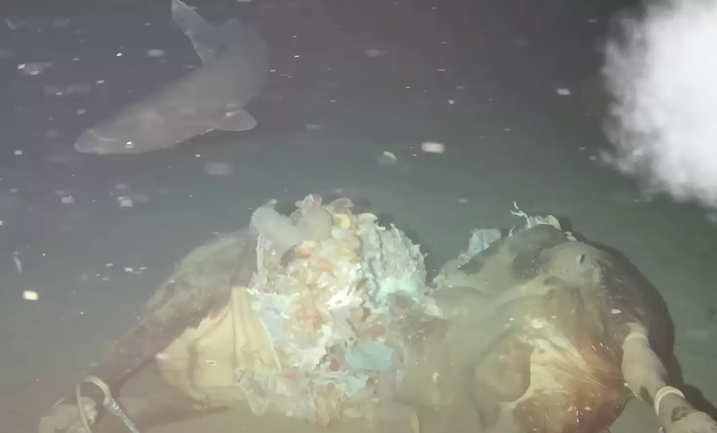 Scientists didn't expect the sharks to react like they did (Ocean-Land-Atmosphere Research)