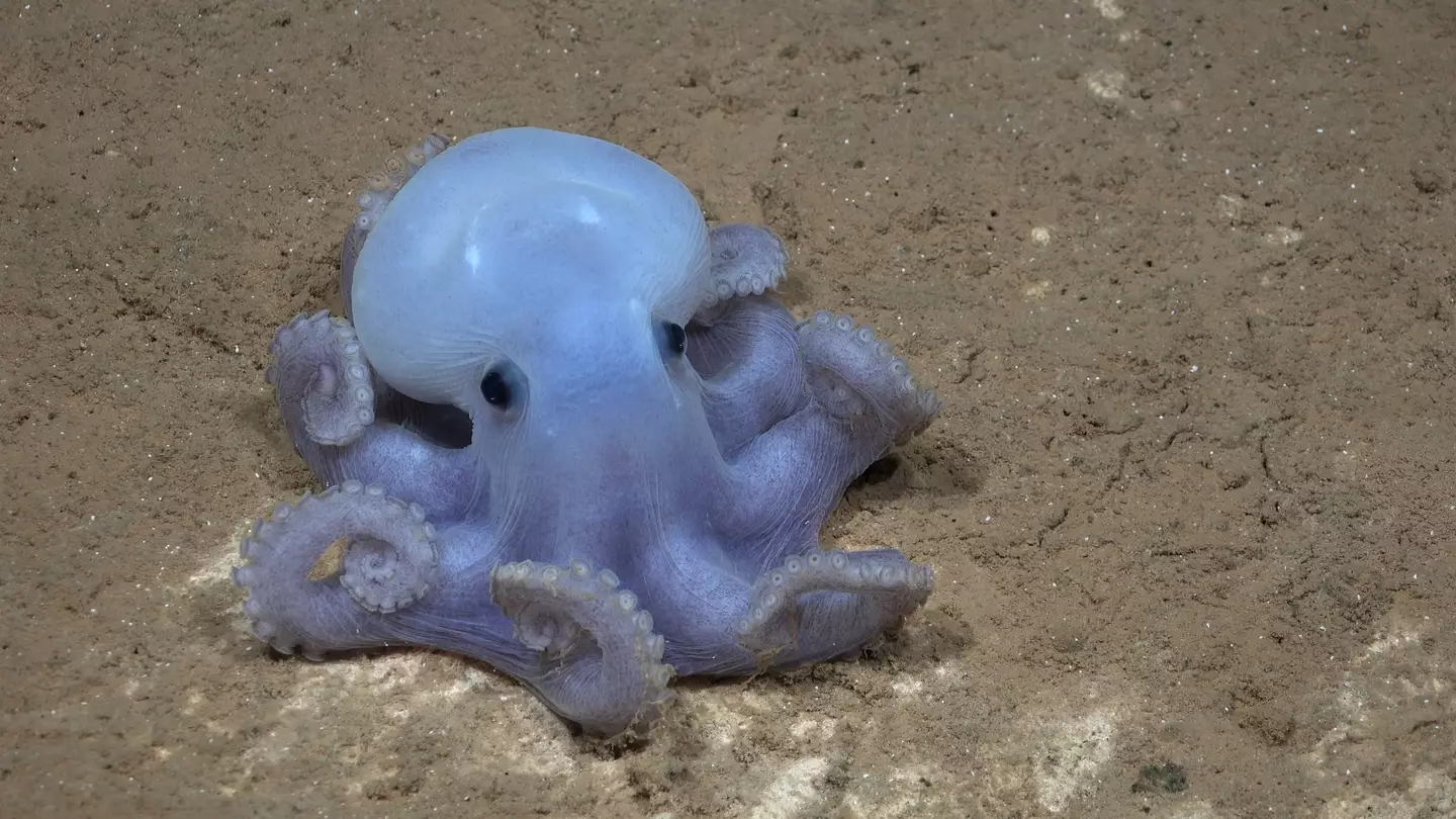 Pretty cute, right? (ROV SuBastian / Schmidt Ocean Institute)