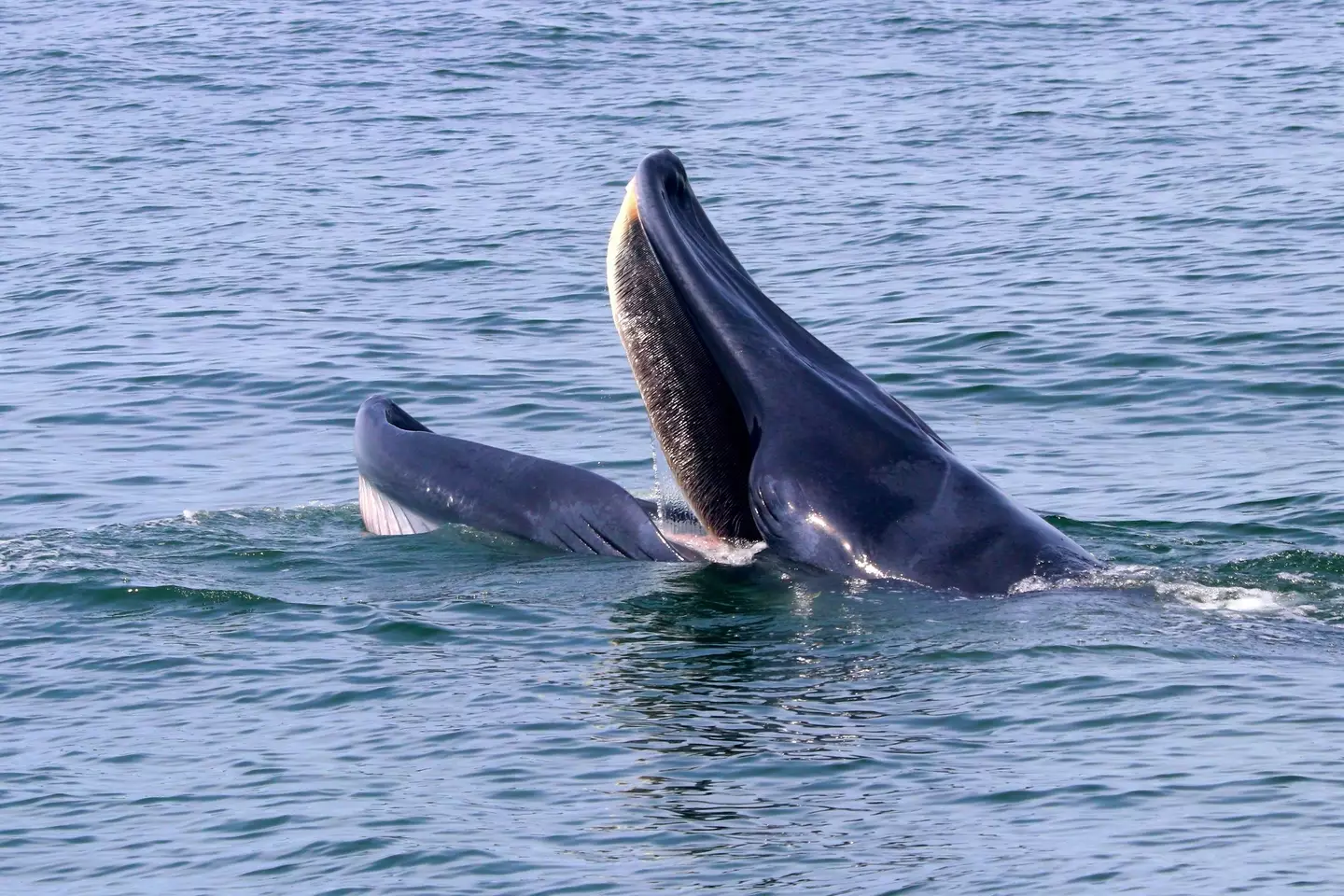 A Bryde's whale, the kind that gobbled up Rainer before letting him go.