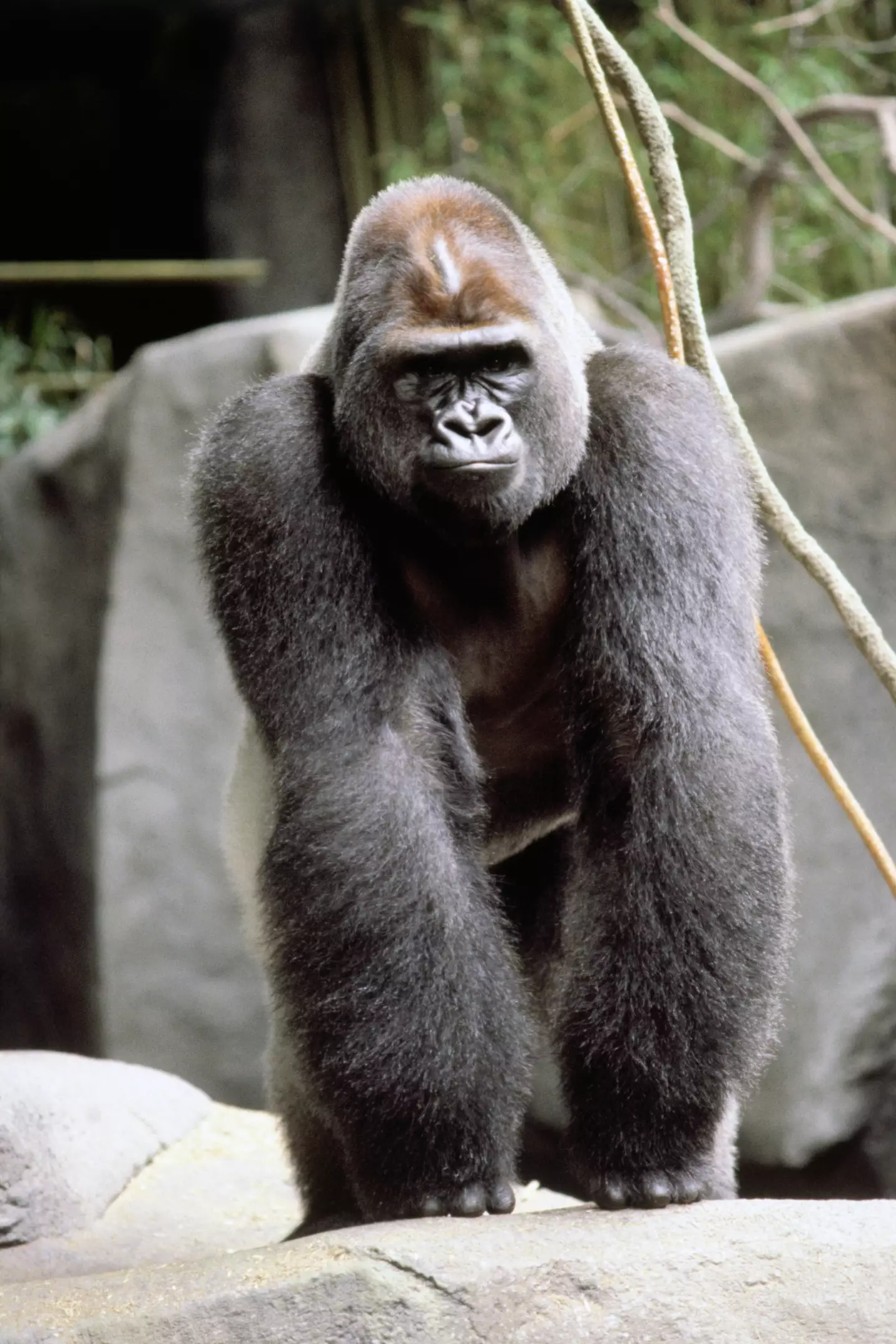 The sheer size and might of the gorilla could cause too much panic (Getty Stock)
