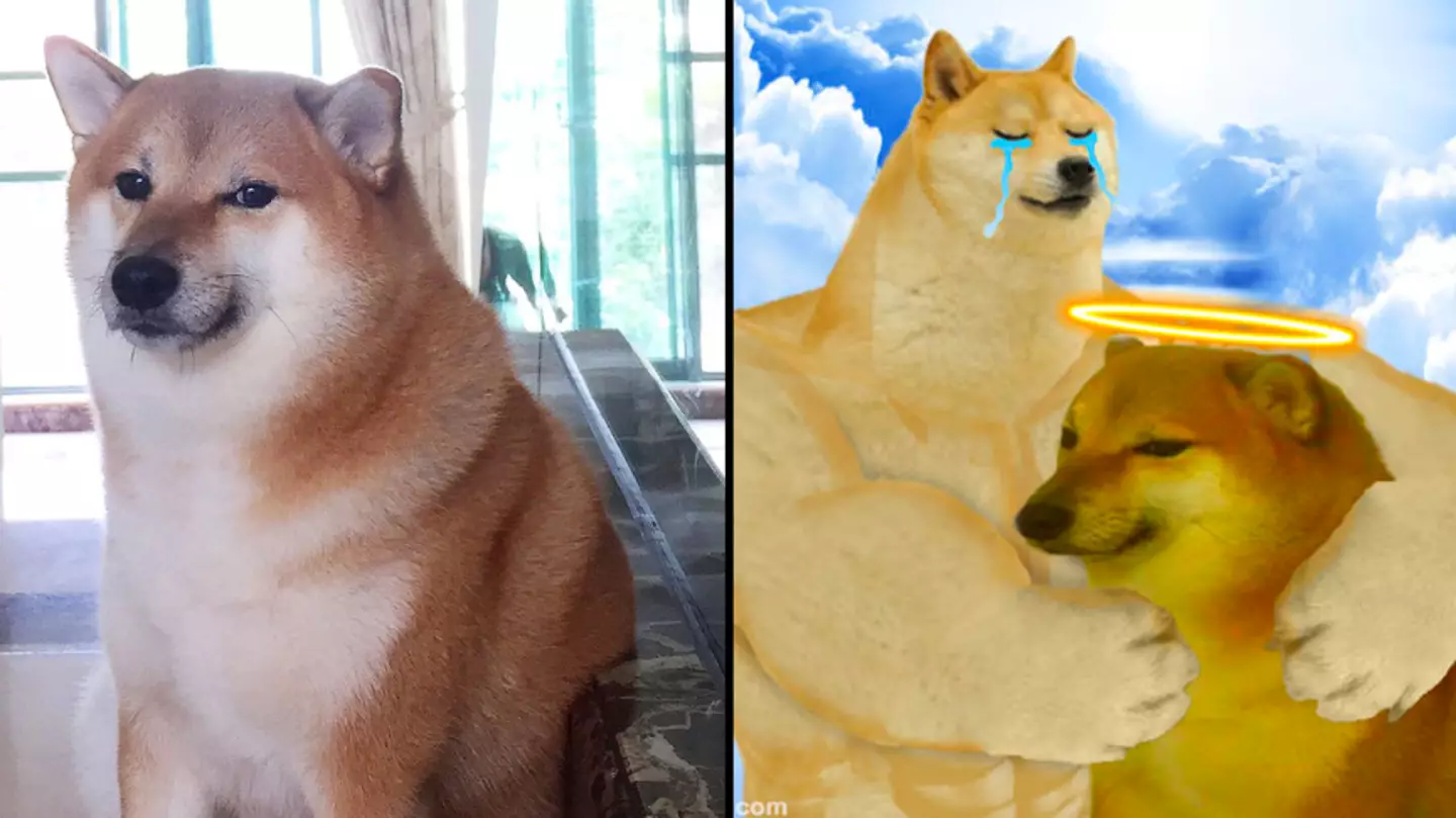 People are posting their best Cheems memes after the dog who inspired it sadly died