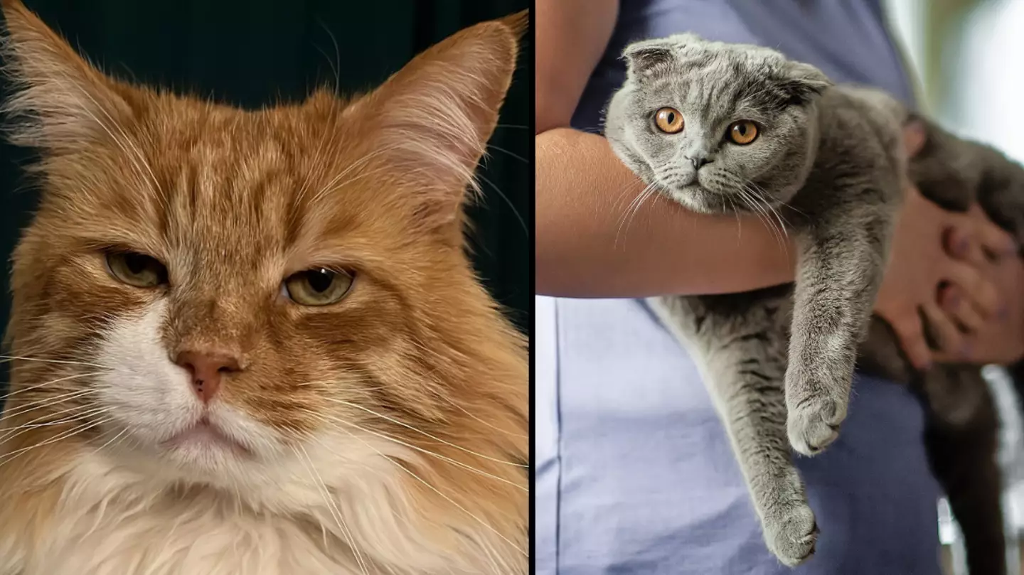 Urgent warning to Brits who own a cat as law changes today