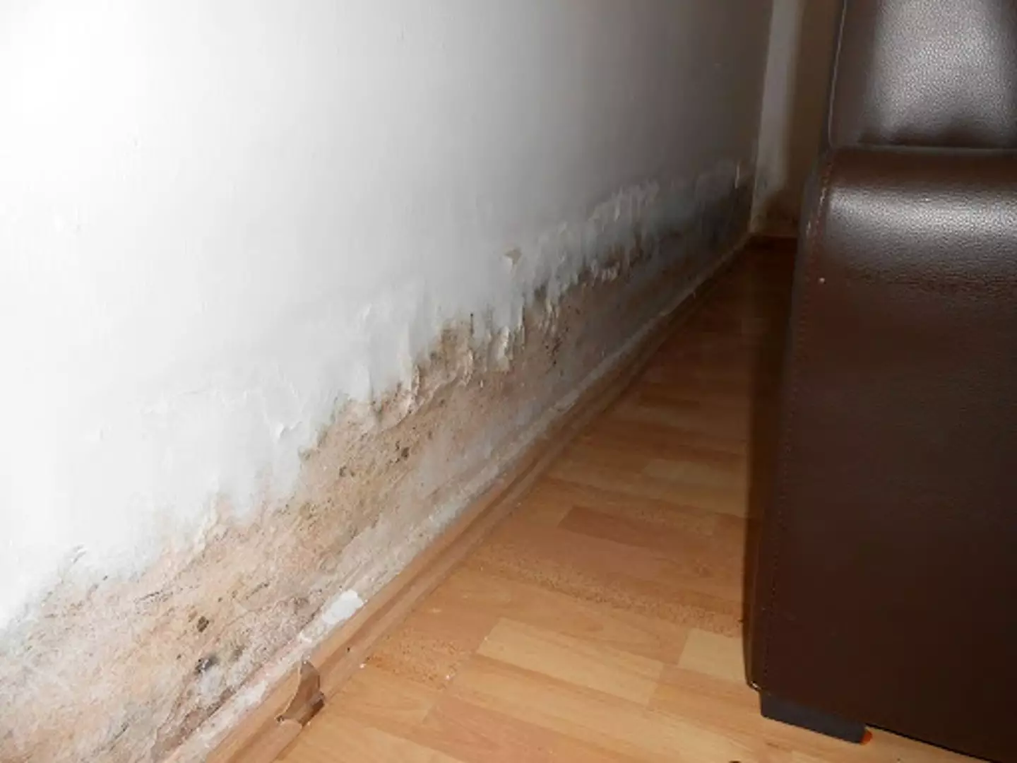 Mould can pose a risk to your health if left untreated.