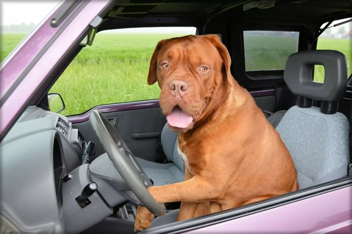 This brown doggy was causing trouble when he took to the wheel of his owners car.