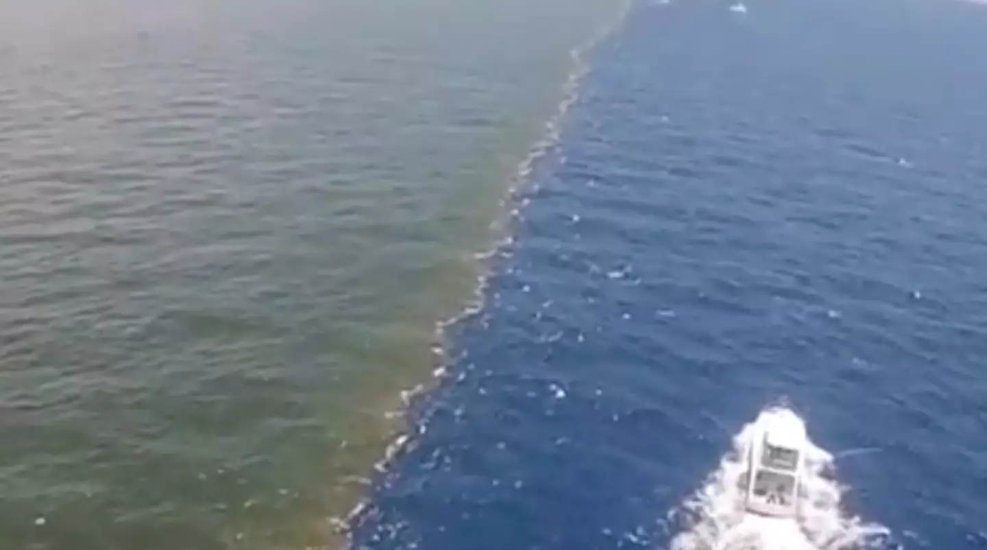 The contents of the water is ruining the environment. (AuxGod / X)