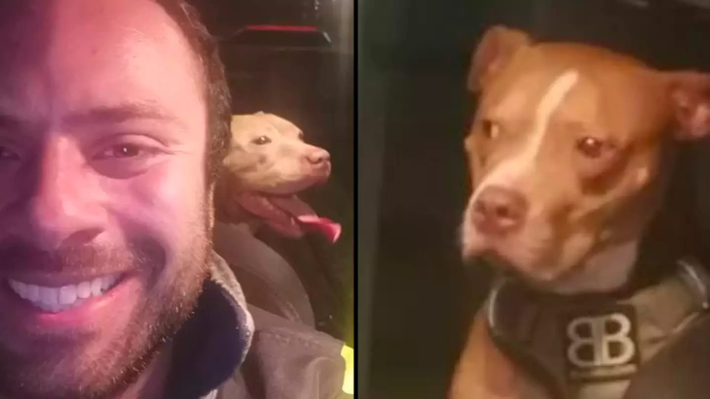 Man drives 200 miles through night to rehome dozens of XL Bully dogs before ban