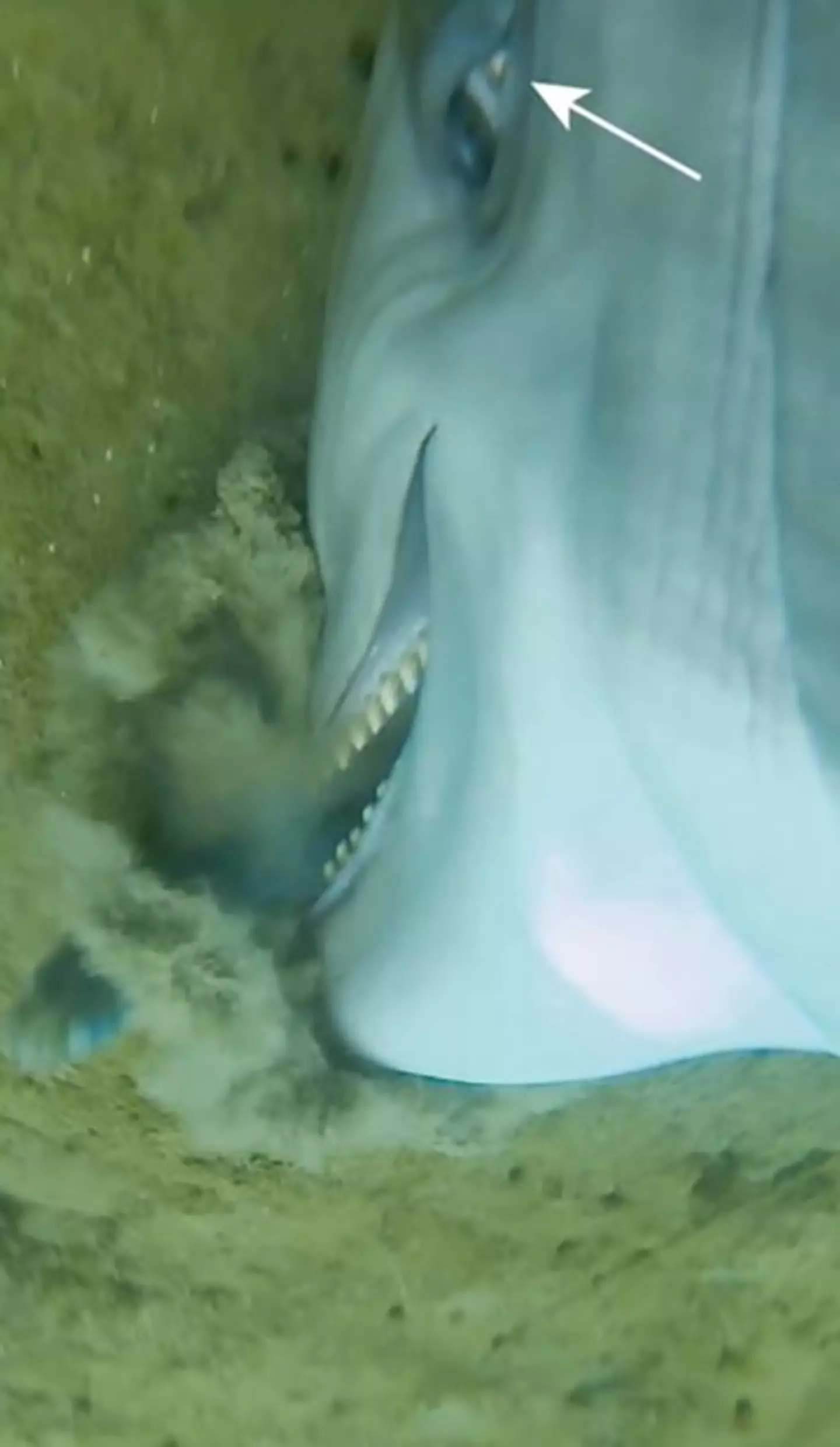 One of the aquatic mammals seen 'drilling' into the sea floor to seize a fish (US Navy/National Marine Mammal Foundation)