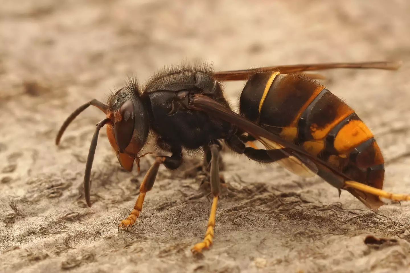 They're also known as 'murder hornets'. (Getty Stock Photo)