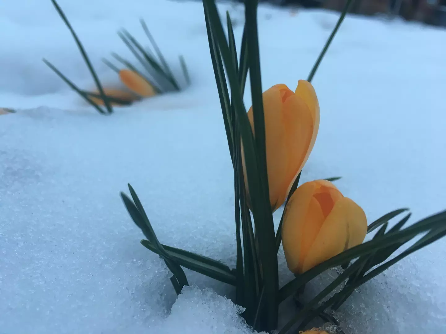 We may be waiting a little longer for spring to make itself known.