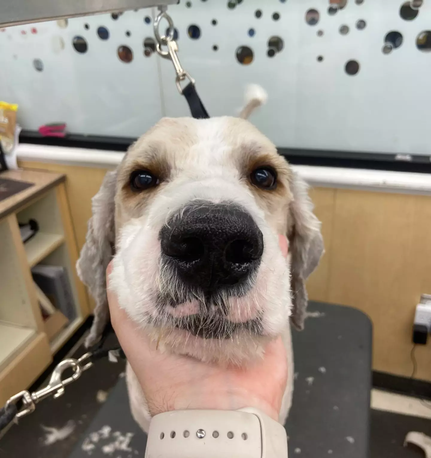 They said he was an 'entirely new dog' once his coat came off. (Hot_Communication968/Reddit)