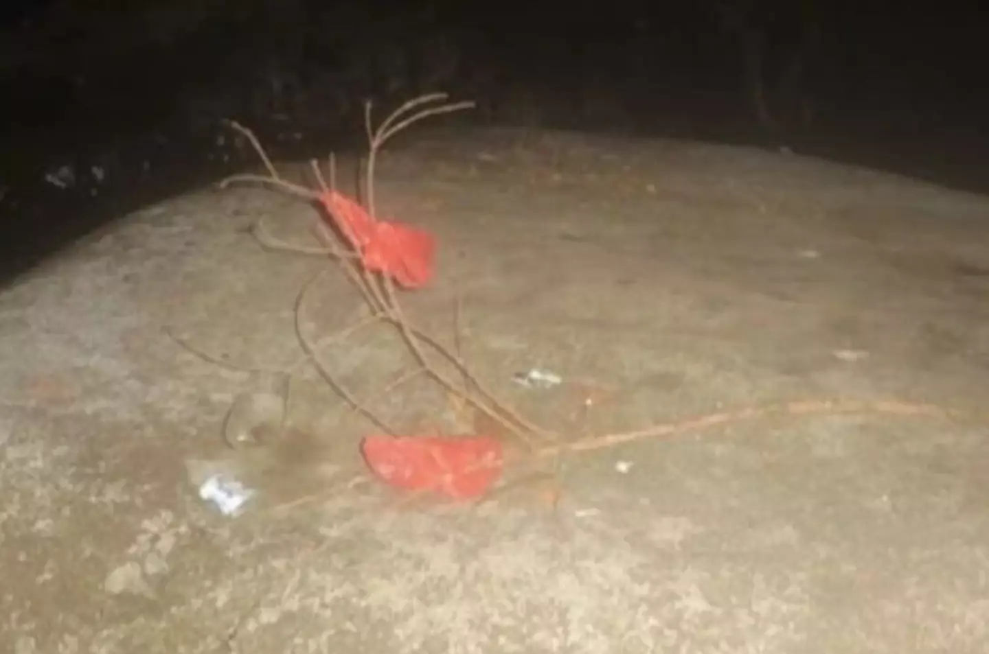 The unusual photos were found on the camera.