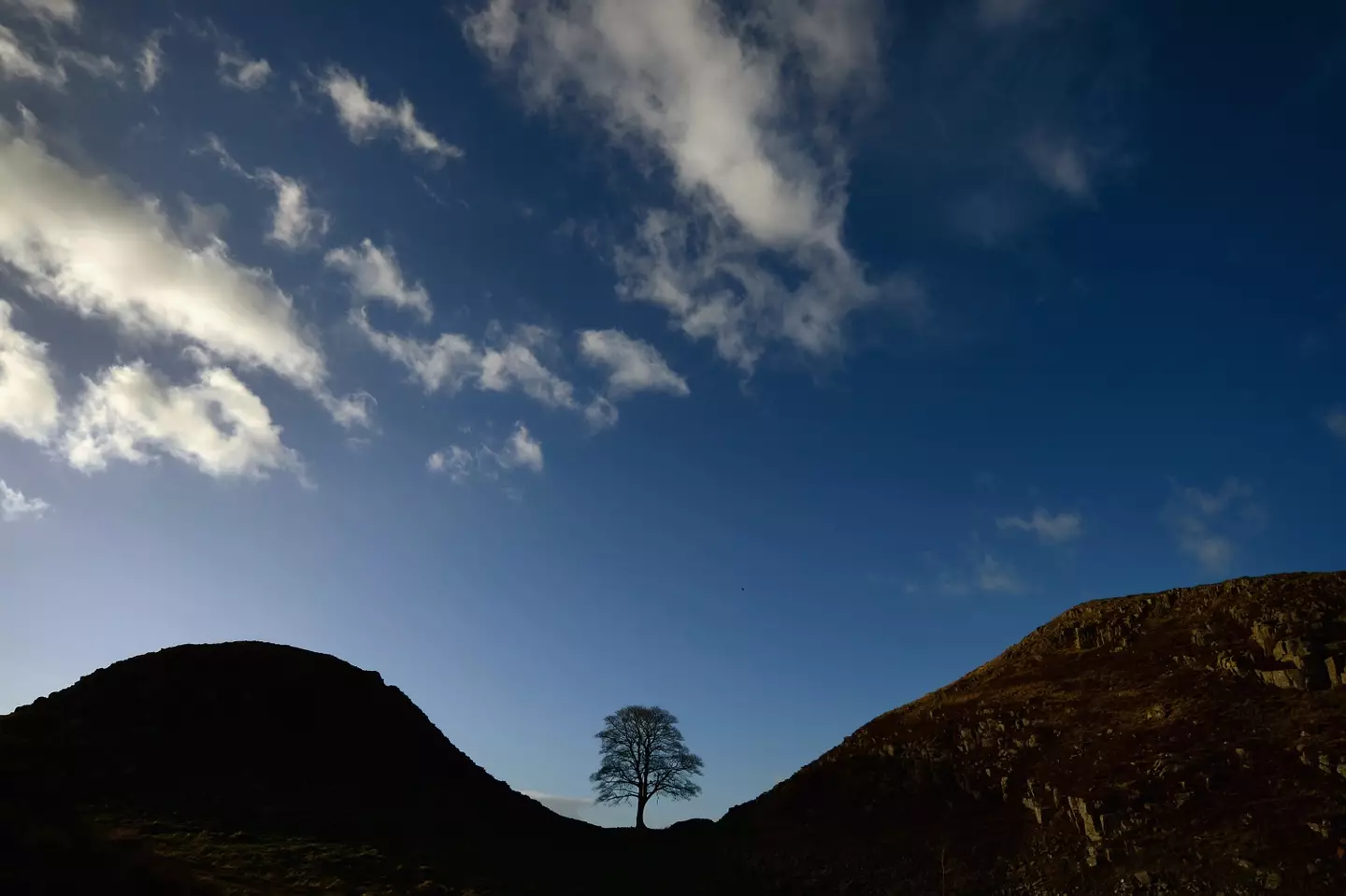 The tree was felled in 2023 (Jeff J Mitchell via Getty Images)