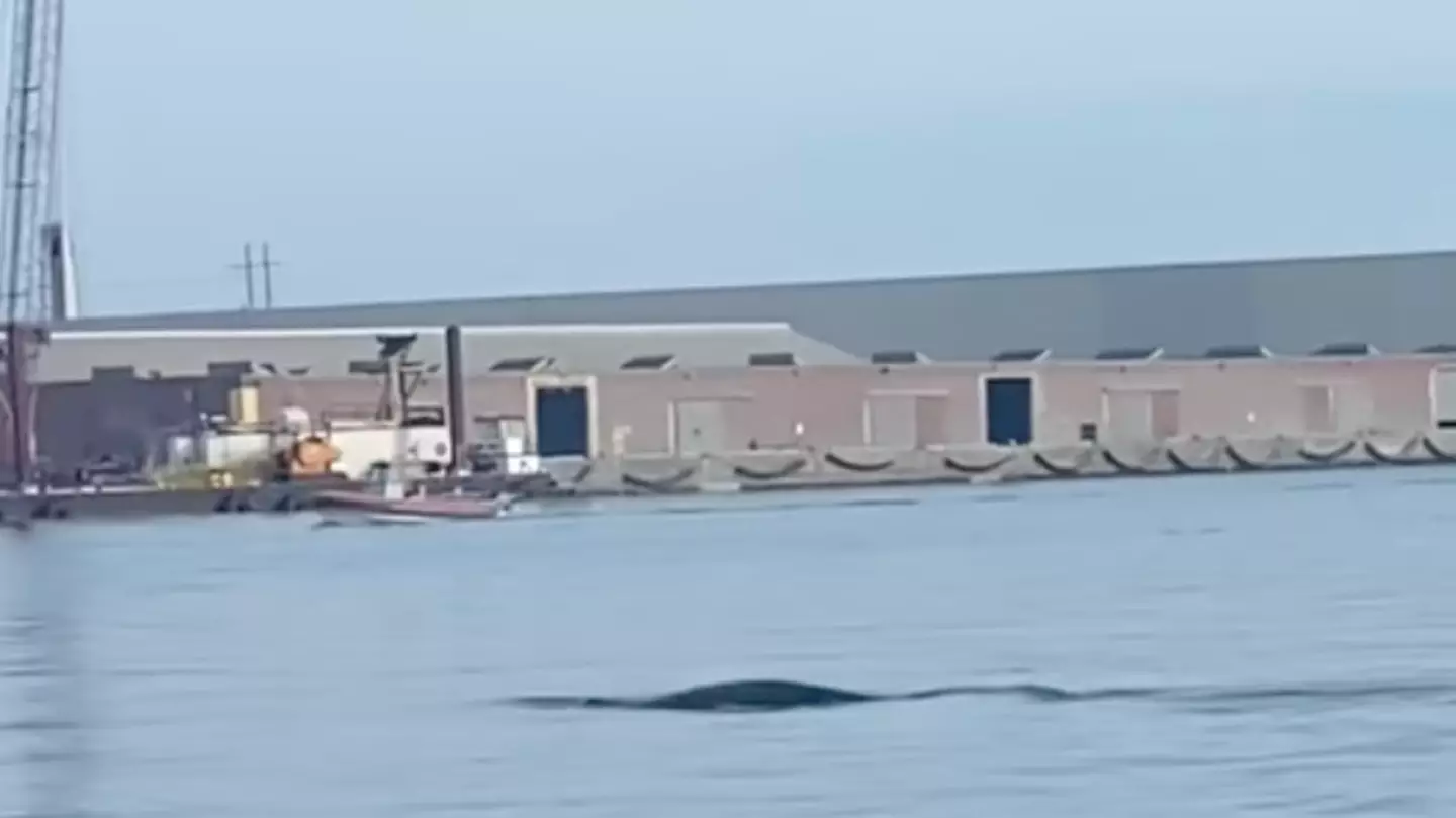 Something was spotted lurking in the waters off Atlantic Beach in North Carolina.