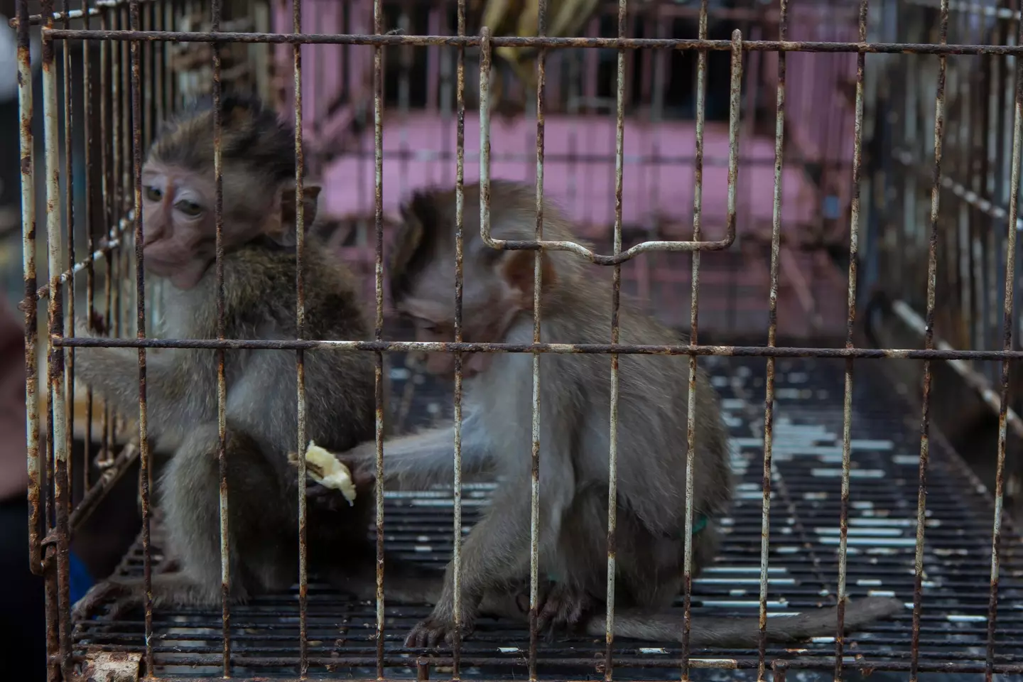Baby long-tailed macaques in a cage in Indonesia.
