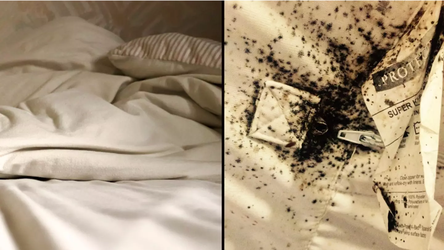How often you should wash your sheets to avoid bed bugs as infestation hits the UK