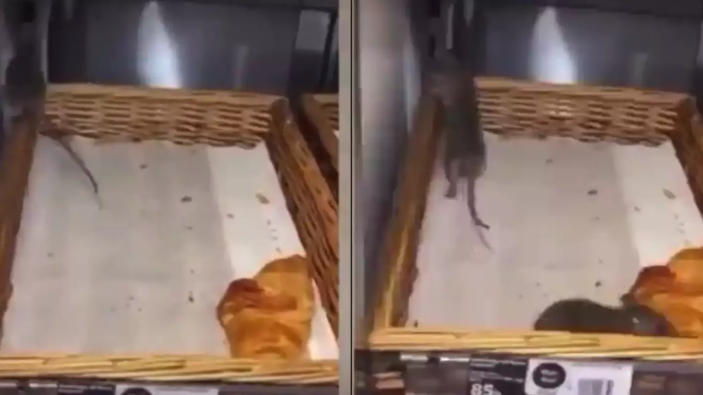Rats Filmed Running Through Sainsbury's Croissants After Getting In Through Sewer