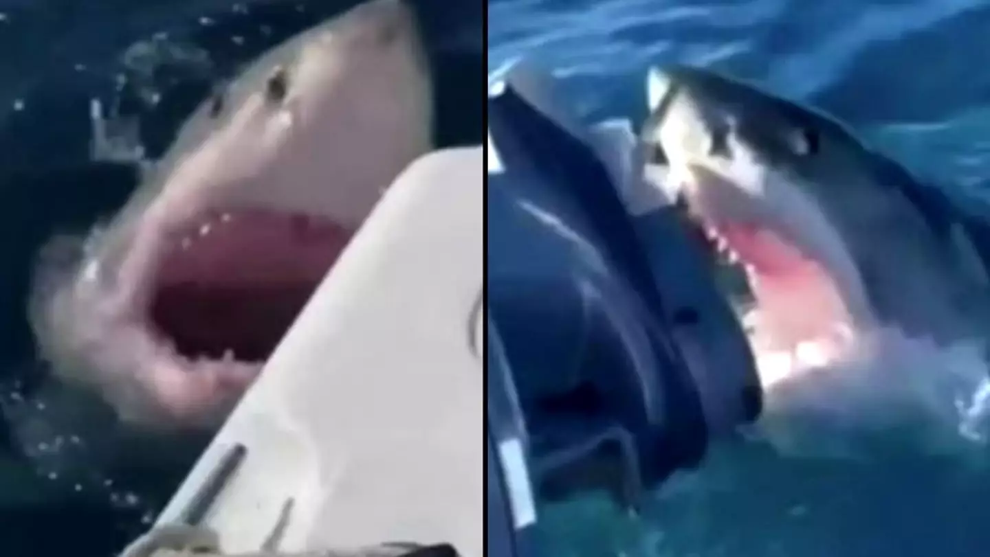 Great White Shark Circles Family's Boat For An Hour And Attacks It In Terrifying Footage
