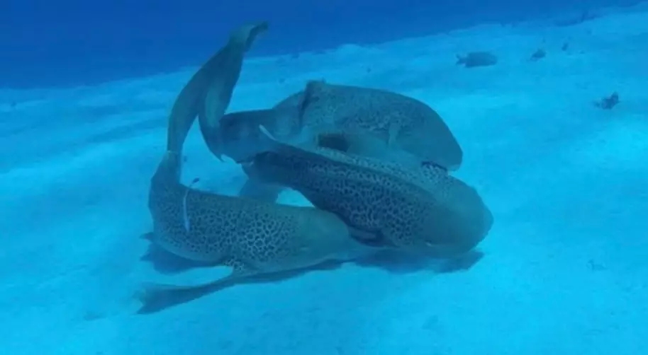 The trio made marine history (Dr Lassauce / The Universe of the Sunshine)