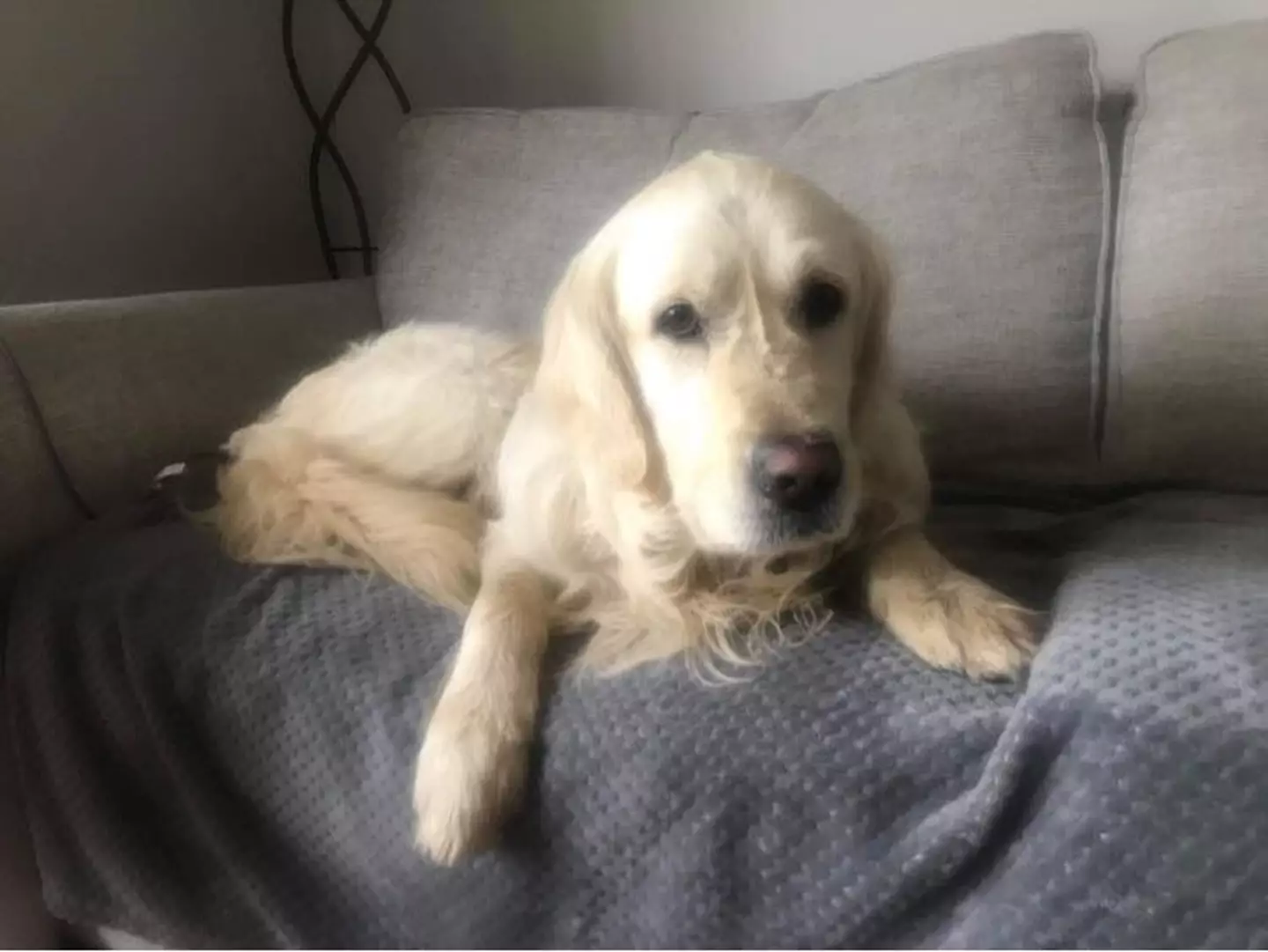 A local charity launched a search effort to find Cooper.