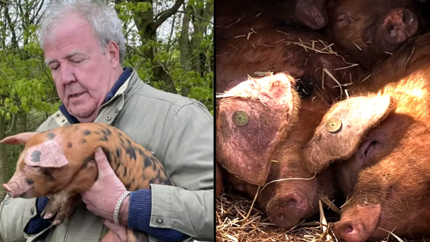 Jeremy Clarkson gives major update on Diddly Squat pigs after devastating loss