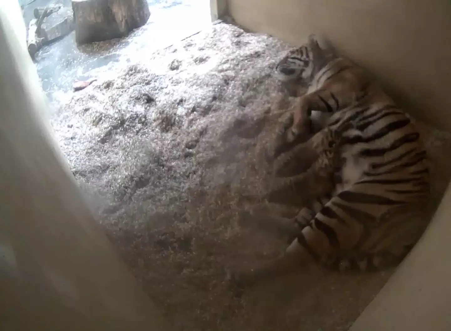 Two Sumatran tiger cubs have been born at Chester Zoo.