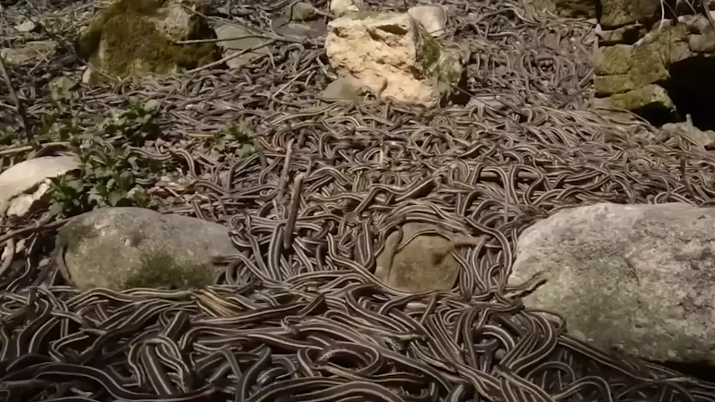 One of ‘deadliest places on Earth’ is home to 4,000 of world’s lethal snakes and no human can visit