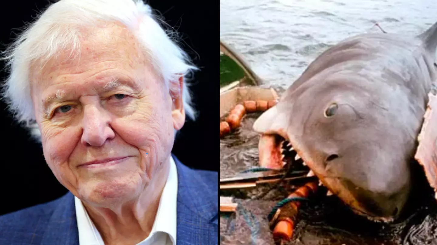 David Attenborough’s crew attacked by sharks in terrifying encounter that was ‘something out of Jaws’