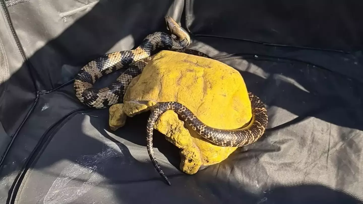 Many people were seemingly A-okay with the 20 snakes lapping up the sunshine in the park.