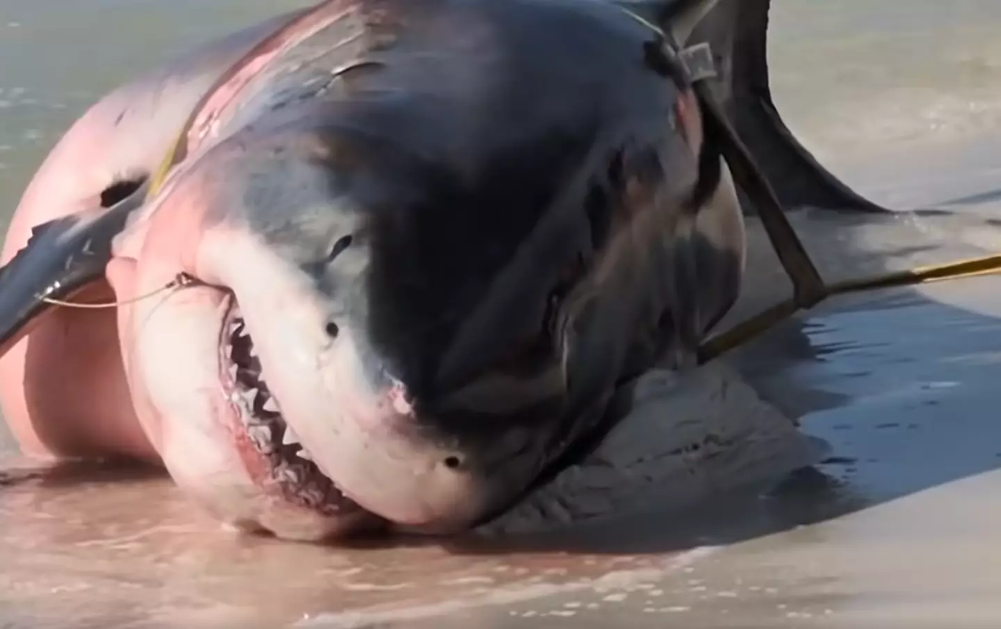 People noticed a sad detail about the dead shark.