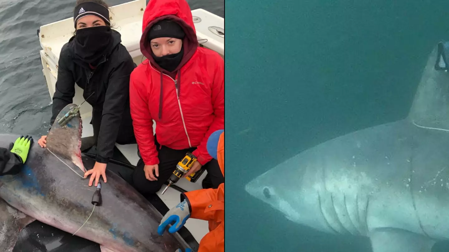 Scientists make terrifying discovery after seeing Great White eating rival shark for first time ever