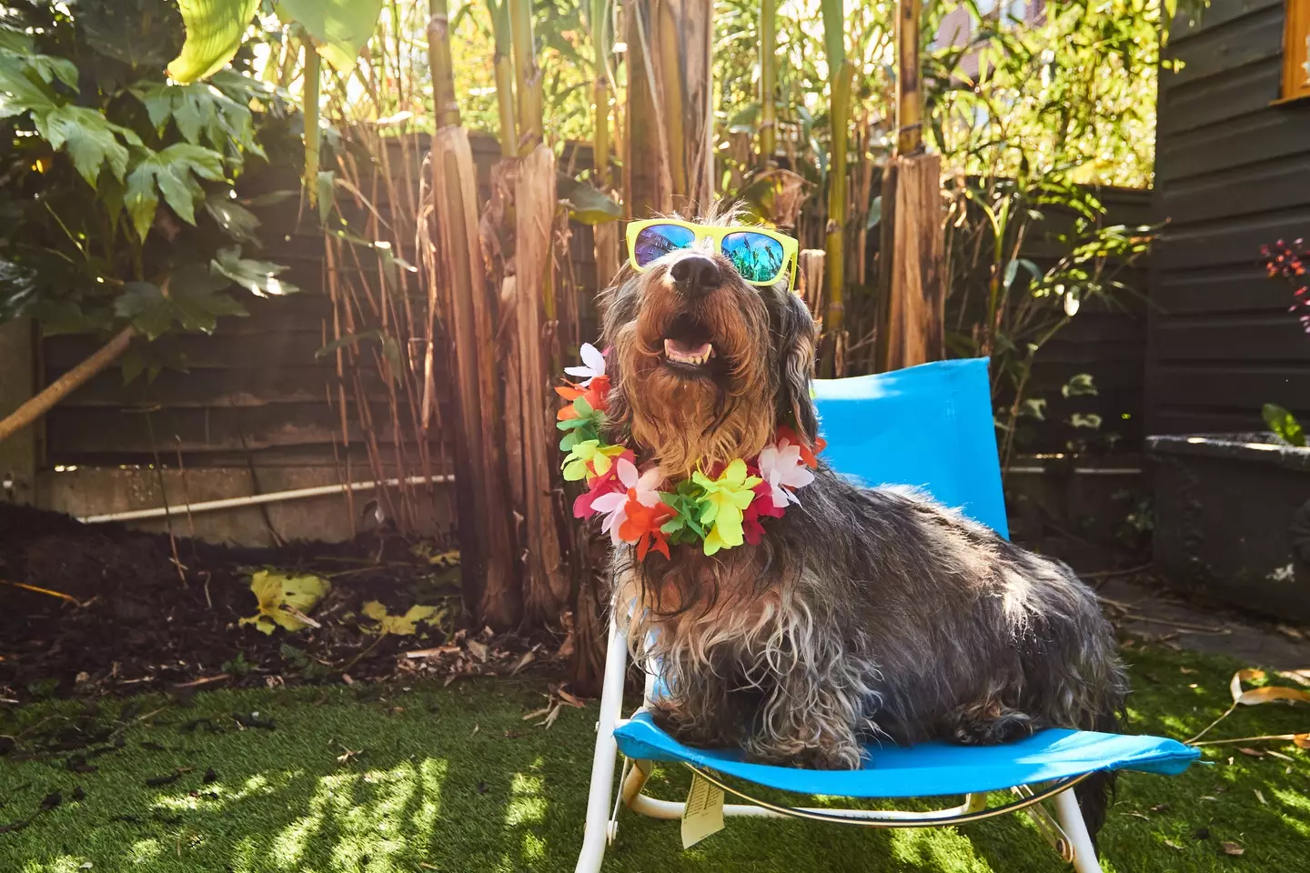 Dog loving the sunshine (Getty Stock Images)