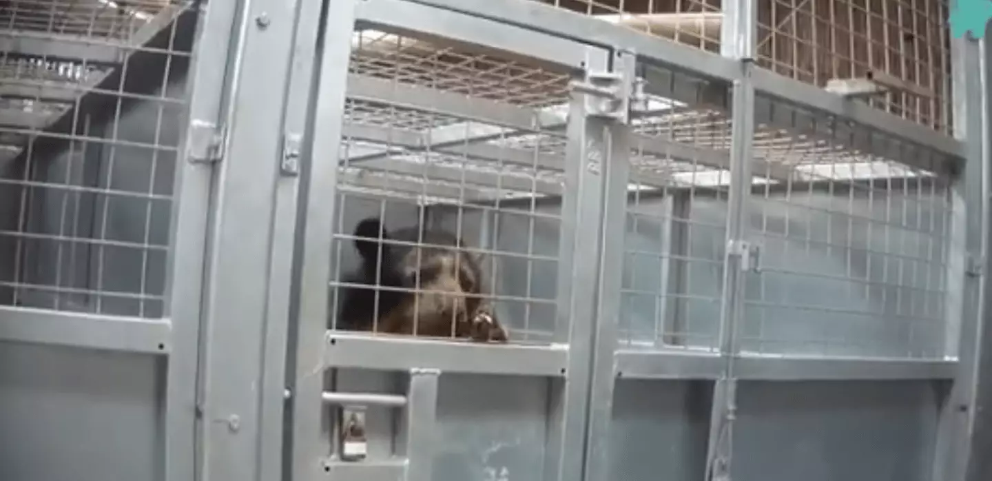 Animals were kept in poor conditions with safety also a huge issue (YouTube/Freedom for Animals)