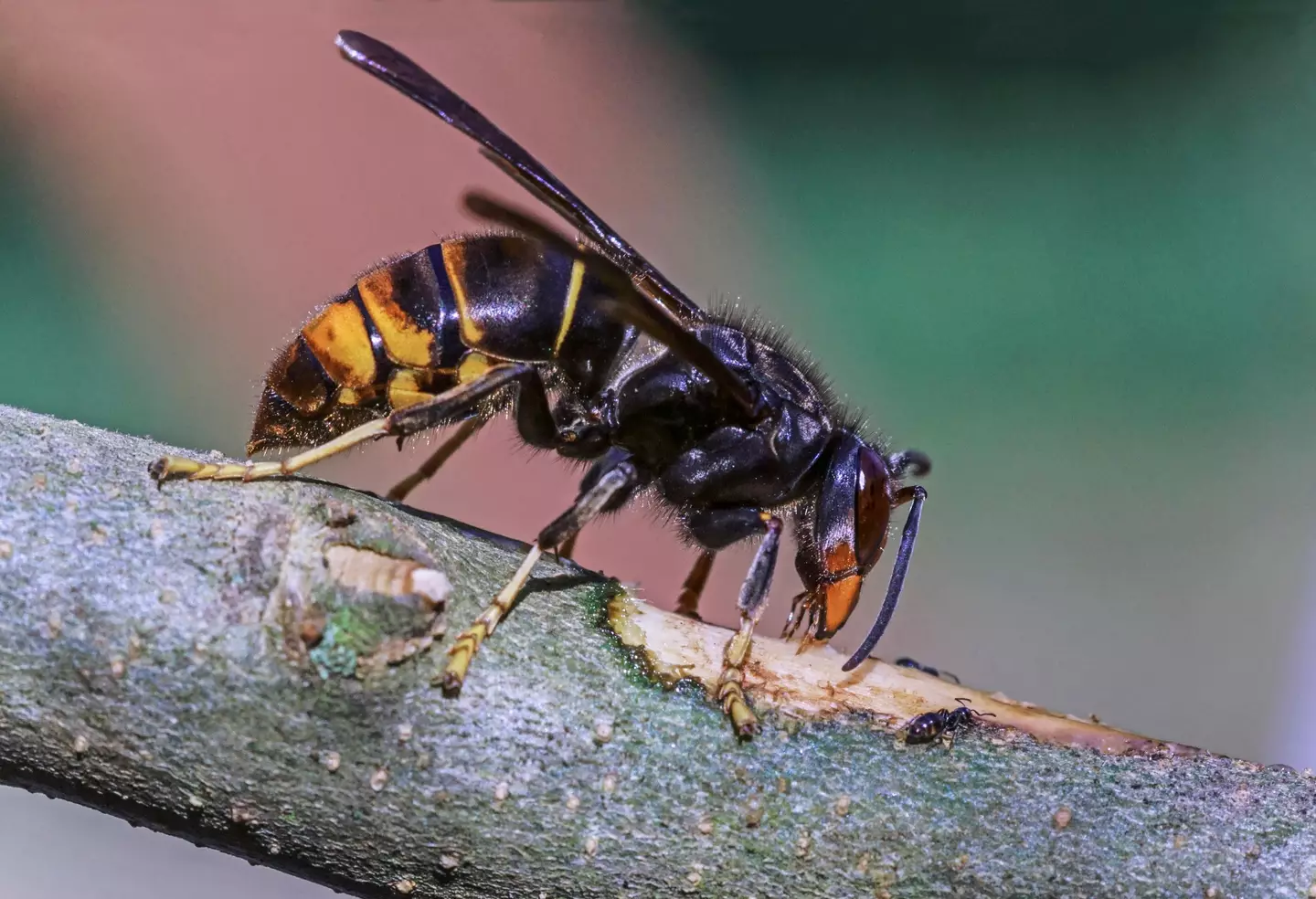 It's not the first time Asian hornets have been spotted in the UK.