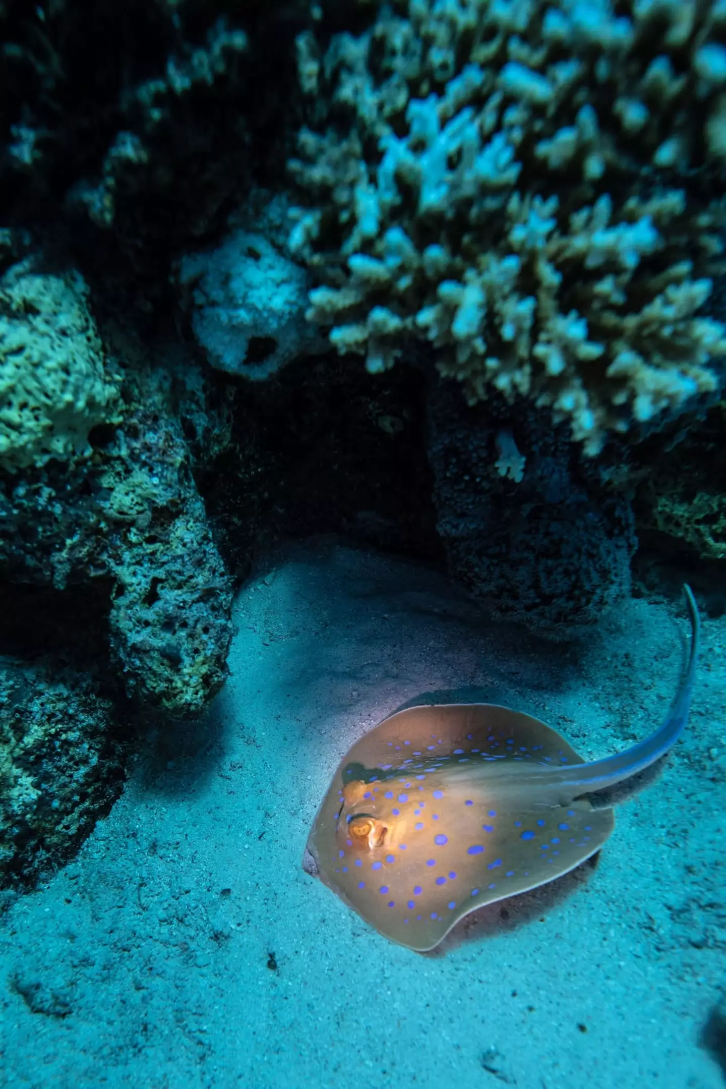 He was killed after being attacked a stingray (Sebnem Coskun/Anadolu via Getty Images)