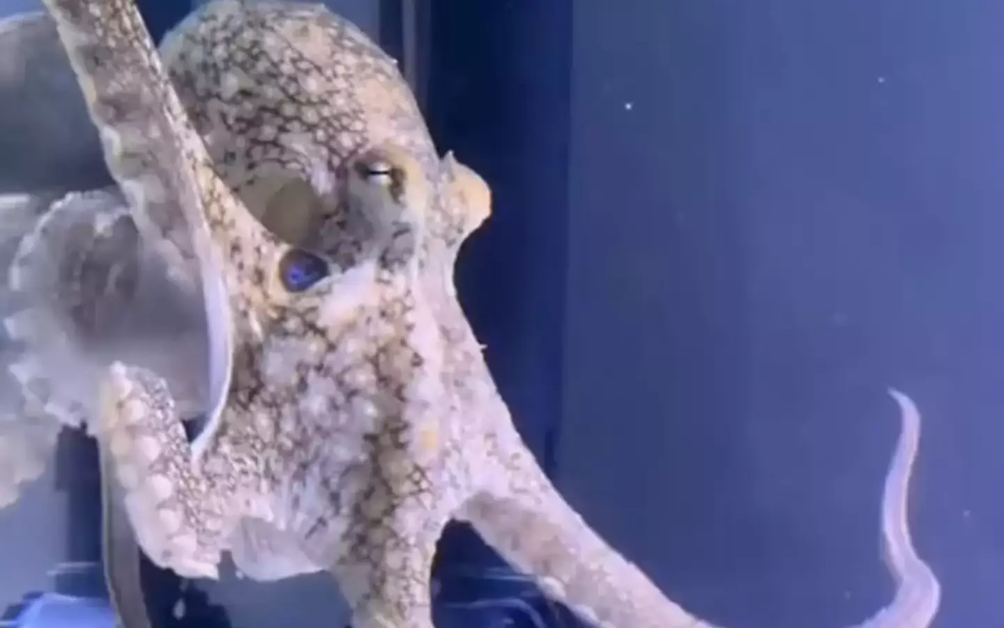 Aaaand here's Terrance! (TikTok/Doctoktopus)